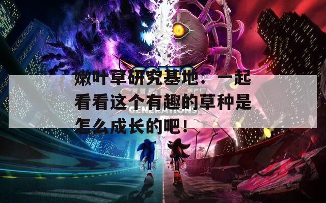 嫩叶草研究基地：一起看看这个有趣的草种是怎么成长的吧！