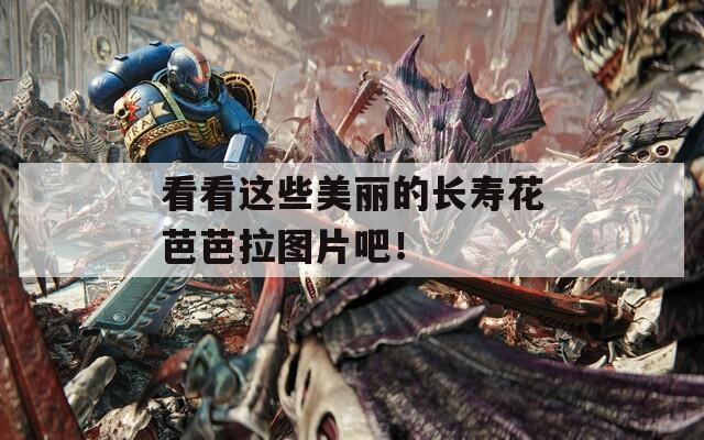 看看这些美丽的长寿花芭芭拉图片吧！  第1张
