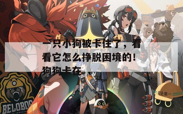 一只小狗被卡住了，看看它怎么挣脱困境的！狗狗卡在